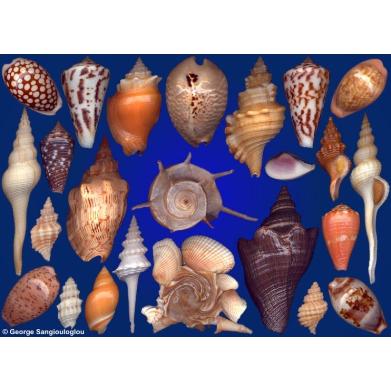 Seashells composition from auction September 2016
