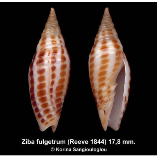 Ziba fulgetrum Gorgeous!