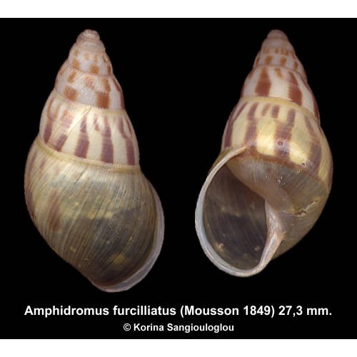 Amphidromus furcilliatus Outstanding Green!