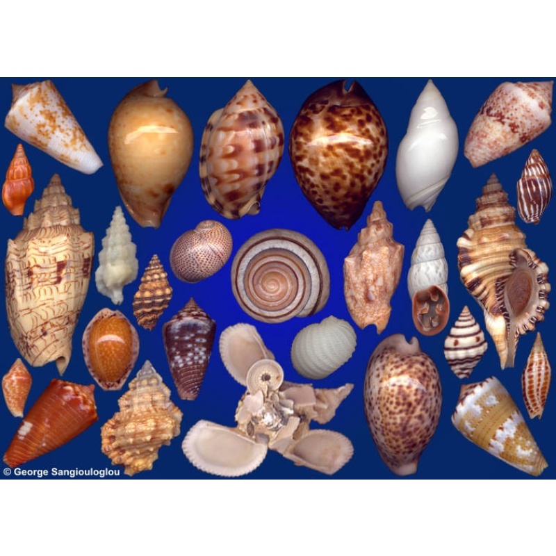 Seashells composition from auction October 2016