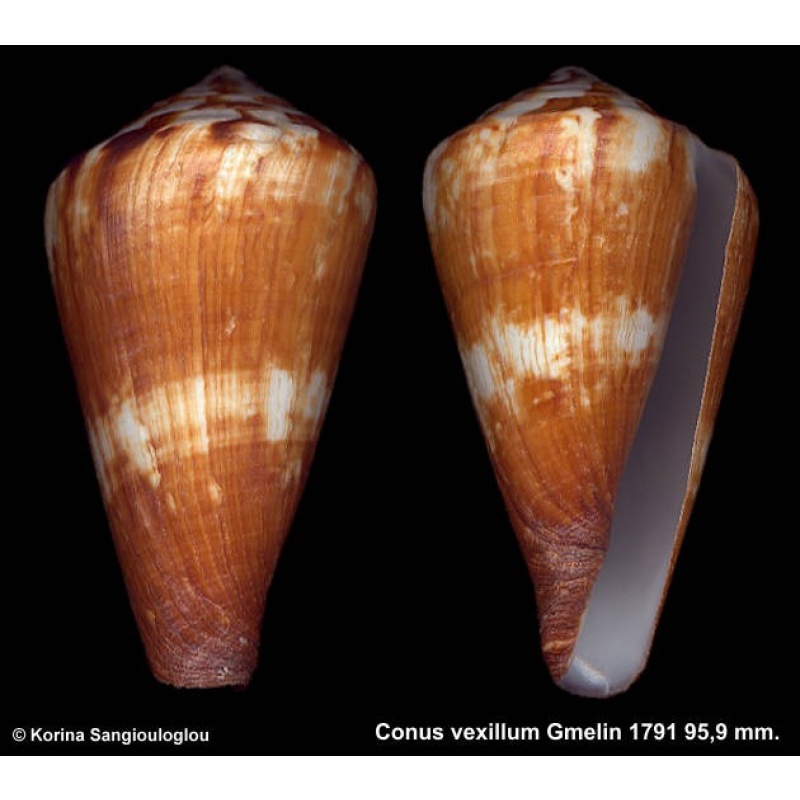 Conus vexillum Outstanding Large!