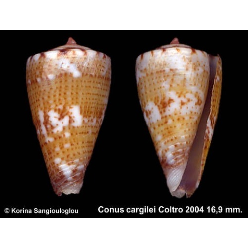 Conus cargilei Gorgeous Greenish!