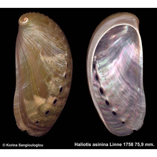 Haliotis asinina Outstanding Green Large!