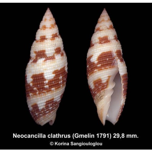 Neocancilla clathrus Outstanding!