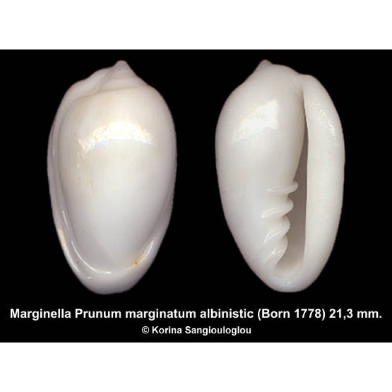 Marginella Prunum marginatum albinistic Outstanding!