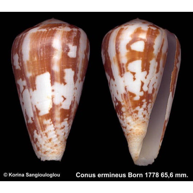 Conus ermineus Outstanding Large!