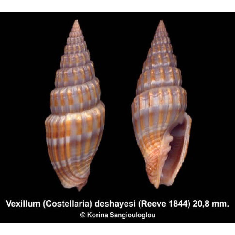 Vexillum (Costellaria) deshayesi Outstanding Blue/Orange!
