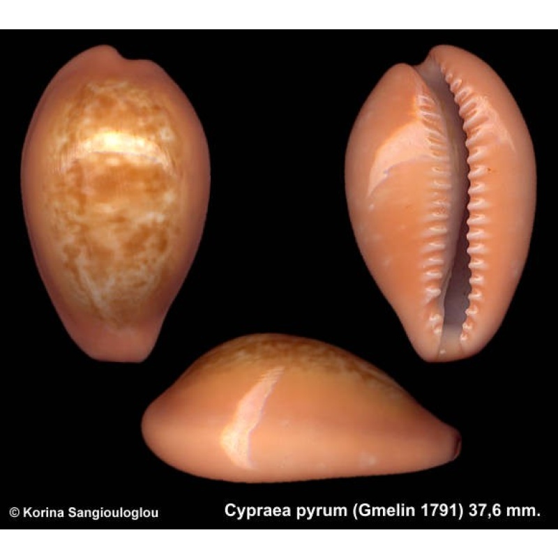 Cypraea pyrum Gorgeous Strong teeth!