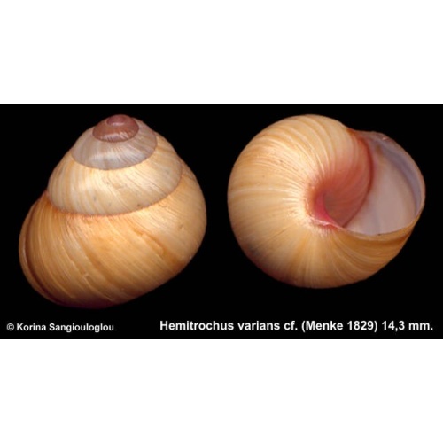 Hemitrochus varians cf. Outstanding!