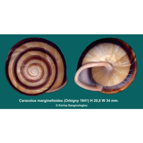 Caracolus marginelloides Outstanding!