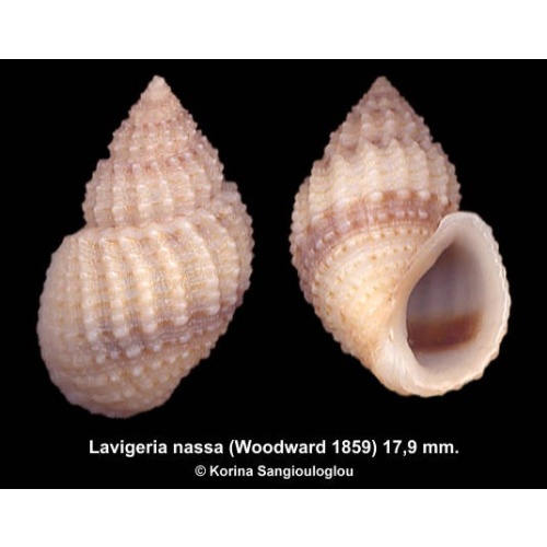 Lavigeria nassa Outstanding!