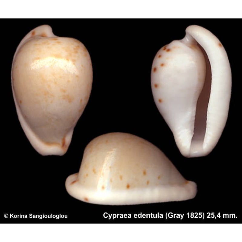 Cypraea edentula Outstanding Large!