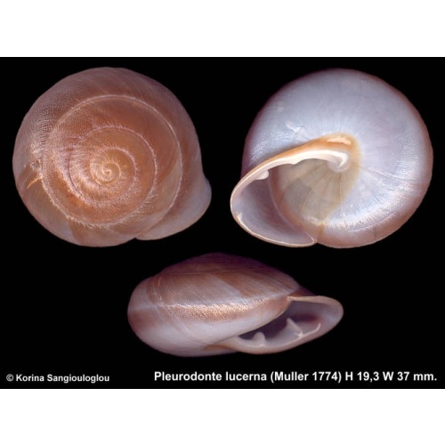 Pleurodonte lucerna Gorgeous!