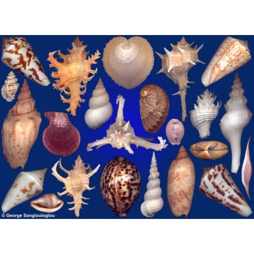 Seashells composition from auction July 2017