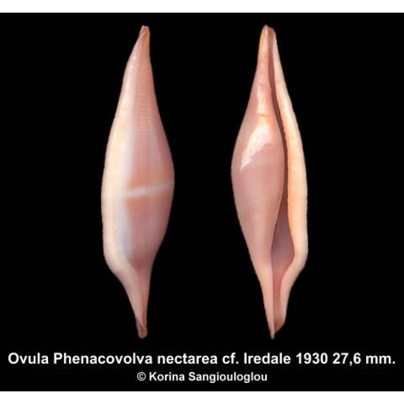 Ovula Phenacovolva nectarea cf. Outstanding Violet!