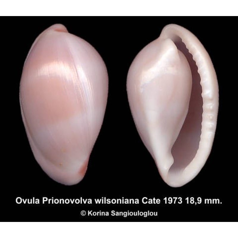 Ovula Prionovolva wilsoniana Outstanding Bicolor!
