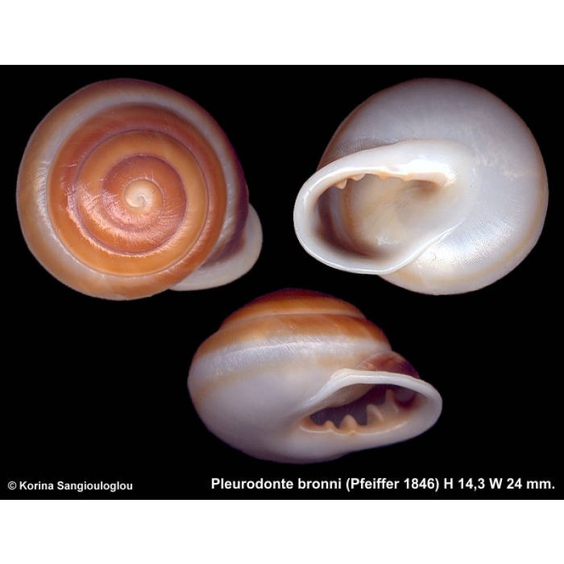 Pleurodonte bronni Gorgeous!