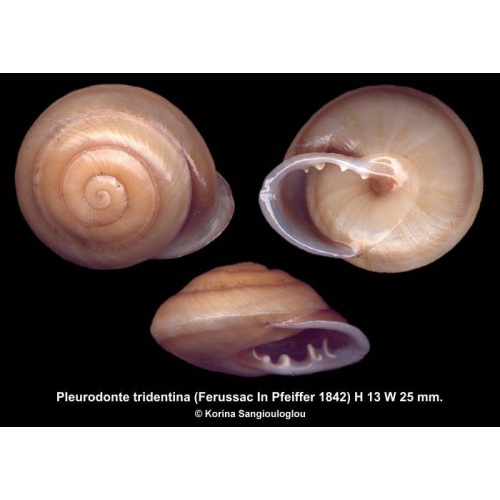 Pleurodonte tridentina Gorgeous!