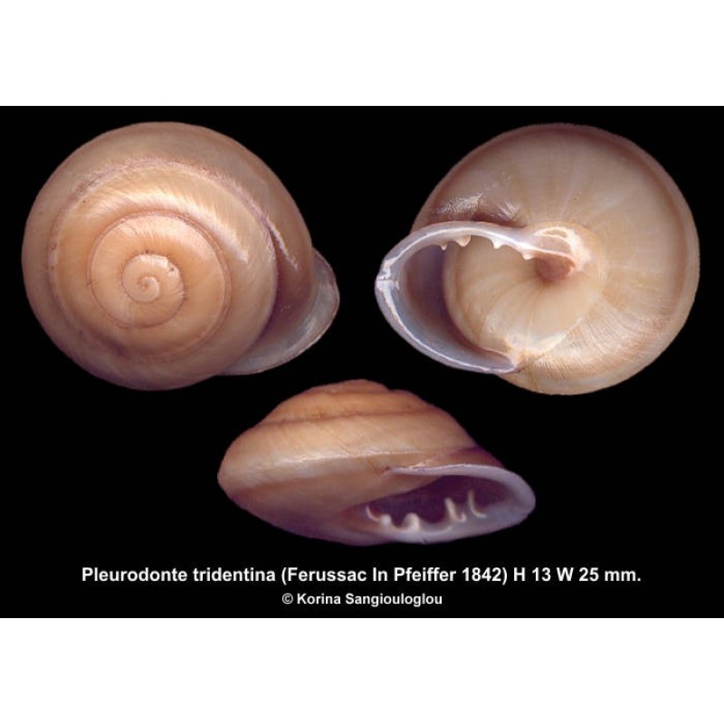 Pleurodonte tridentina Gorgeous!