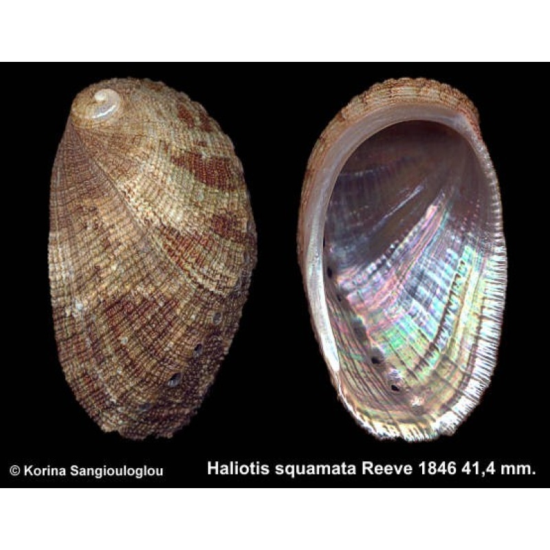 Haliotis squamata Gorgeous!