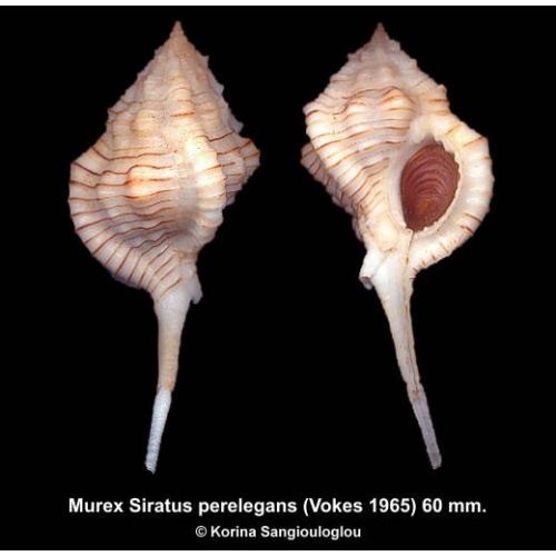 Murex Siratus perelegans Gorgeous Superb!