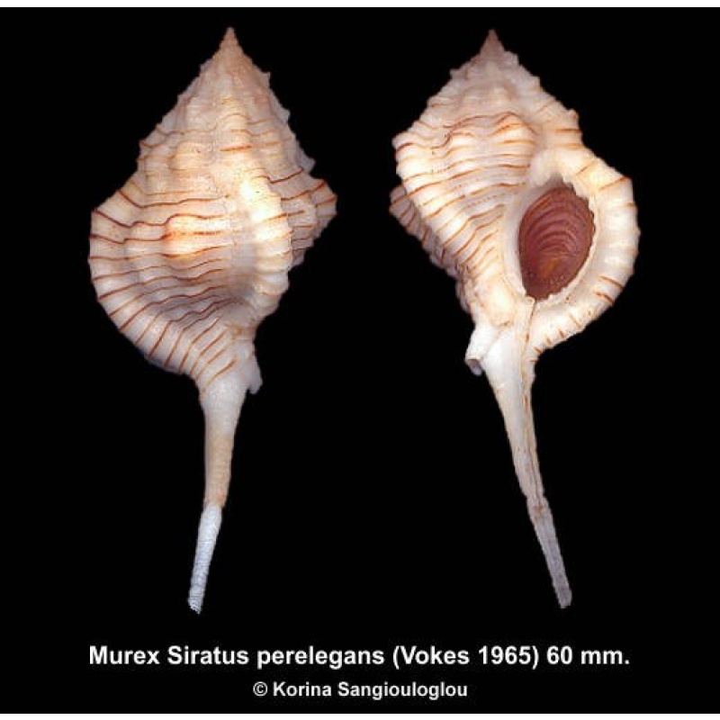 Murex Siratus perelegans Gorgeous Superb!