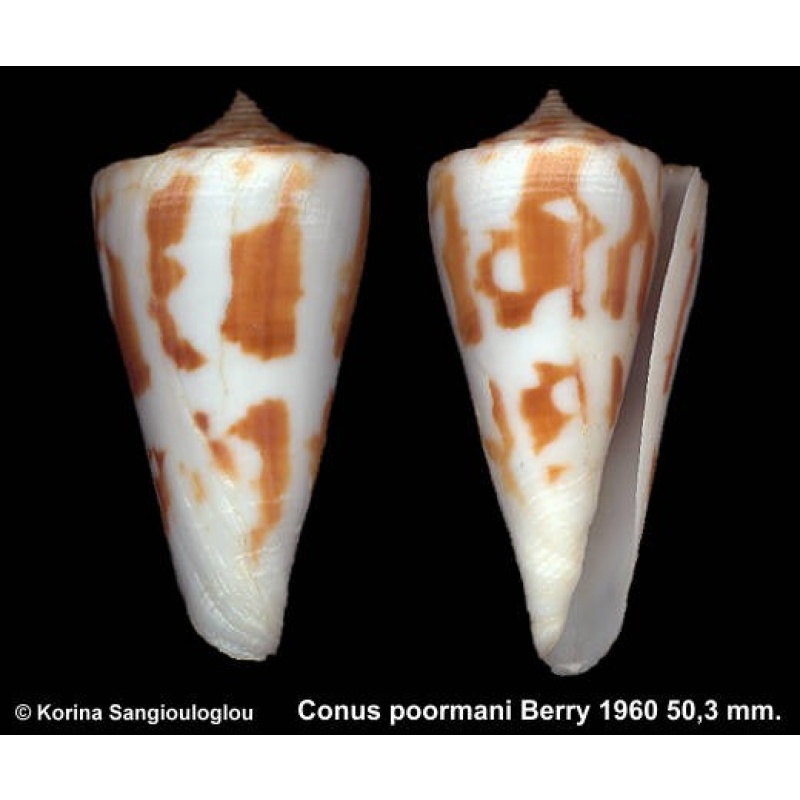 Conus poormani Gorgeous Large!