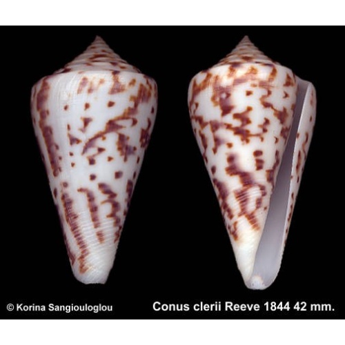 Conus clerii Outstanding Light!