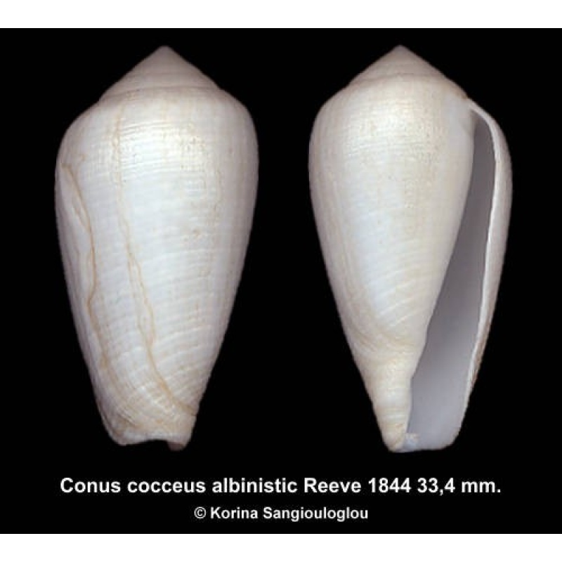 Conus cocceus albinistic Outstanding!