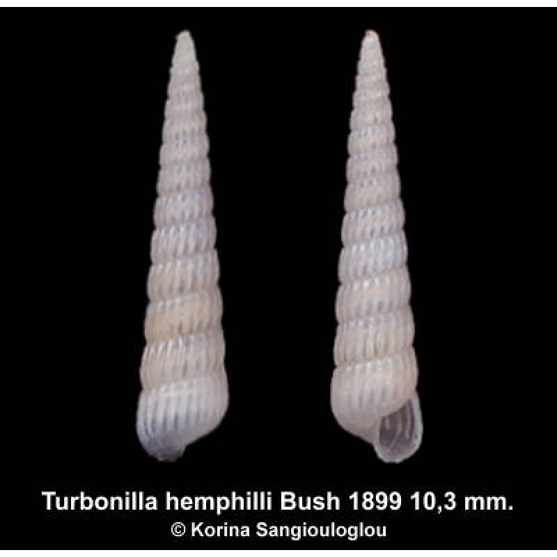 Turbonilla hemphilli Outstanding!