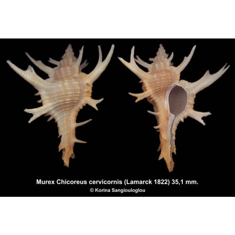 Murex Chicoreus cervicornis Gorgeous!