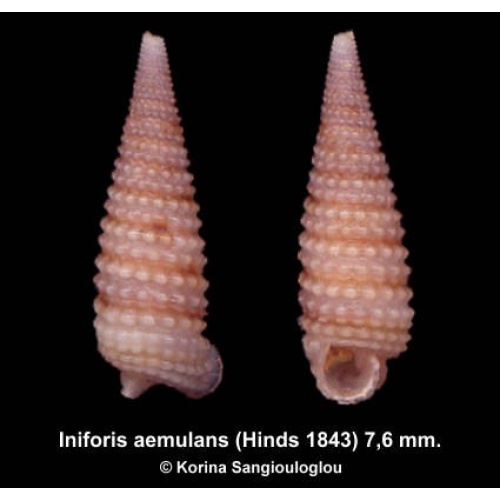 Iniforis aemulans Outstanding Knobby!