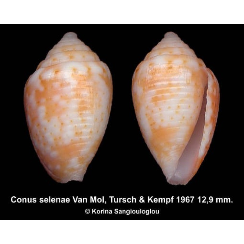 Conus selenae Outstanding Yellowish/orange!
