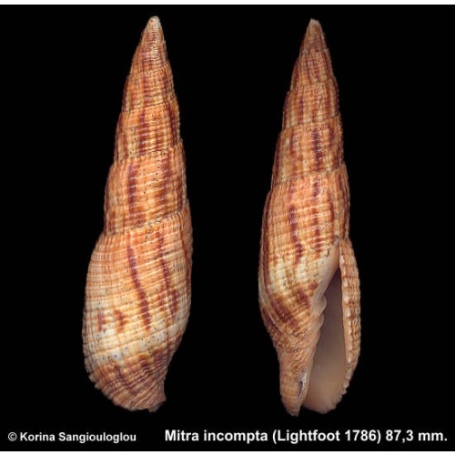 Mitra incompta Outstanding!