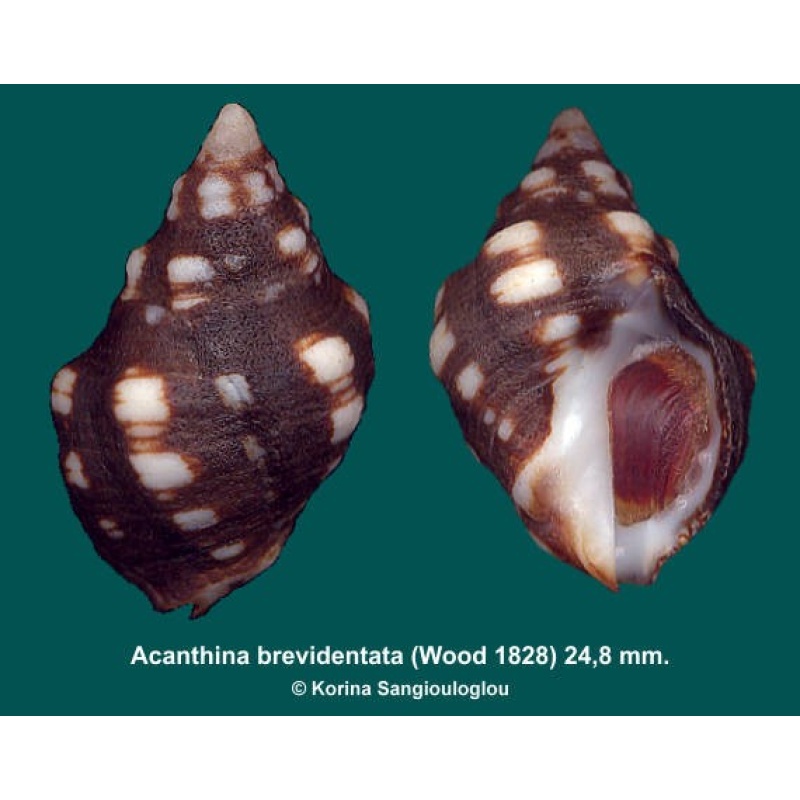 Acanthina brevidentata Outstanding!