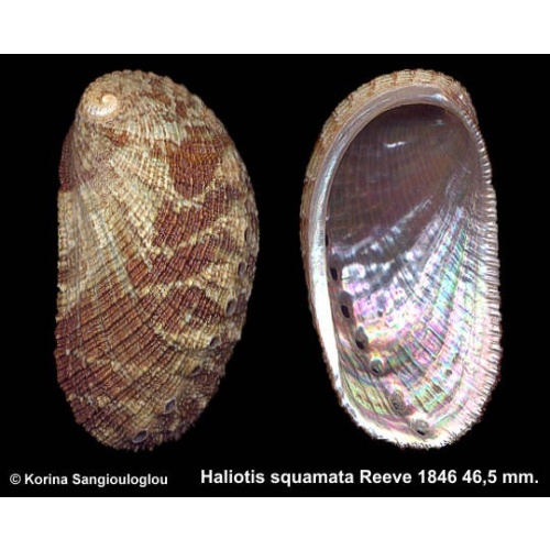 Haliotis squamata Gorgeous Greenish/Brown!
