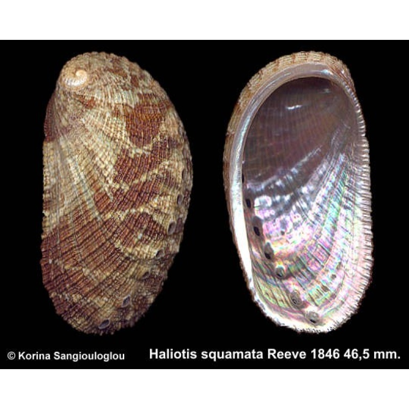 Haliotis squamata Gorgeous Greenish/Brown!