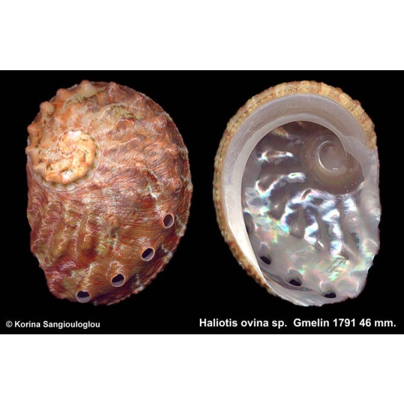Haliotis ovina sp. Gorgeous!