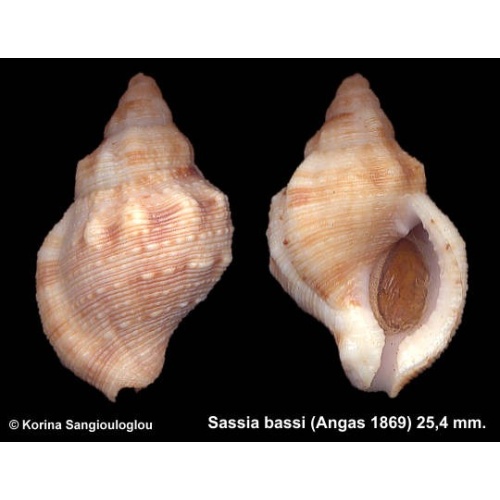 Sassia bassi Outstanding!