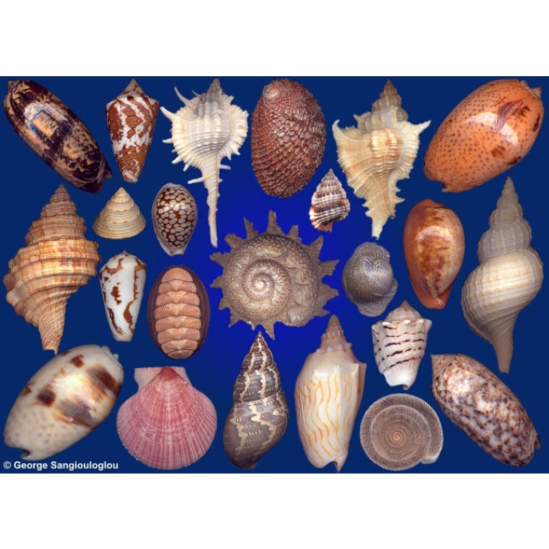 Seashells composition from auction October 2018