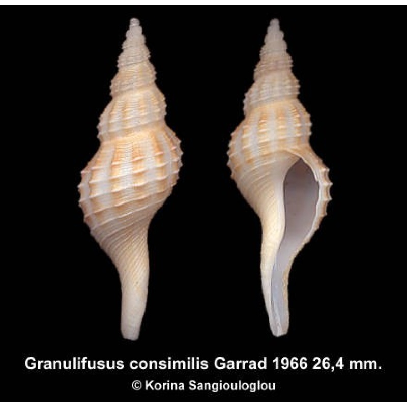 Granulifusus consimilis Outstanding!