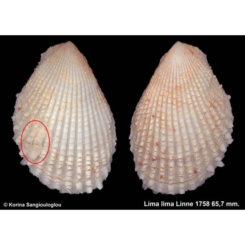 Lima lima Gorgeous Giant!