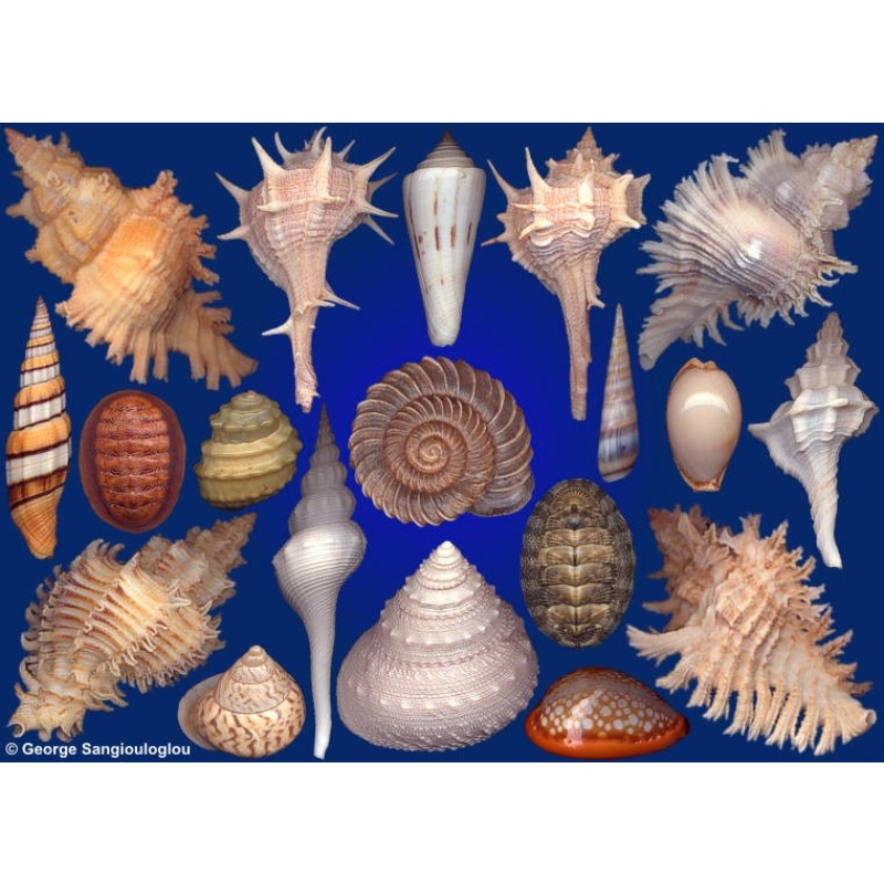 Seashells composition from auction November 2018