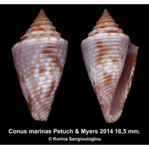 Conus marinae Outstanding!