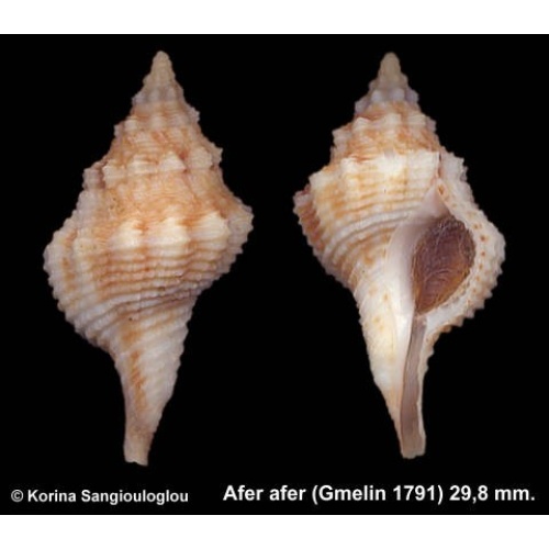 Afer afer Outstanding!