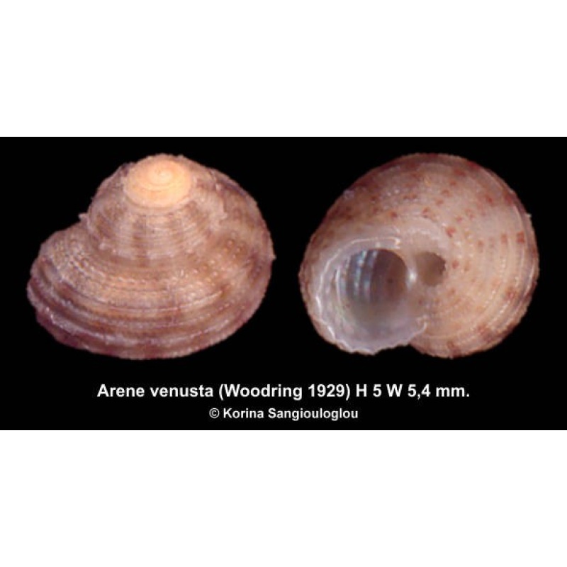 Arene venusta Outstanding!