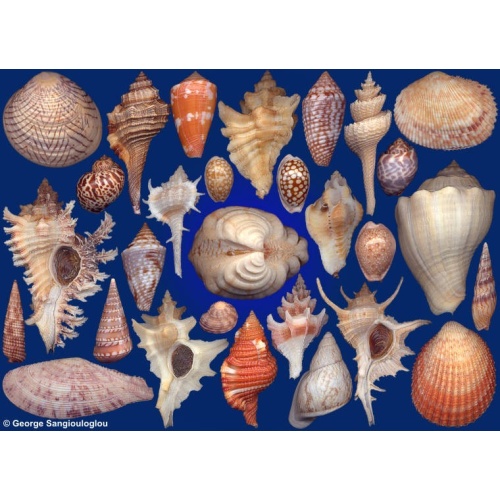 Seashells composition from auction December 2018
