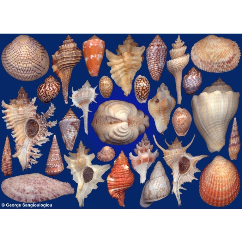 Seashells composition from auction December 2018