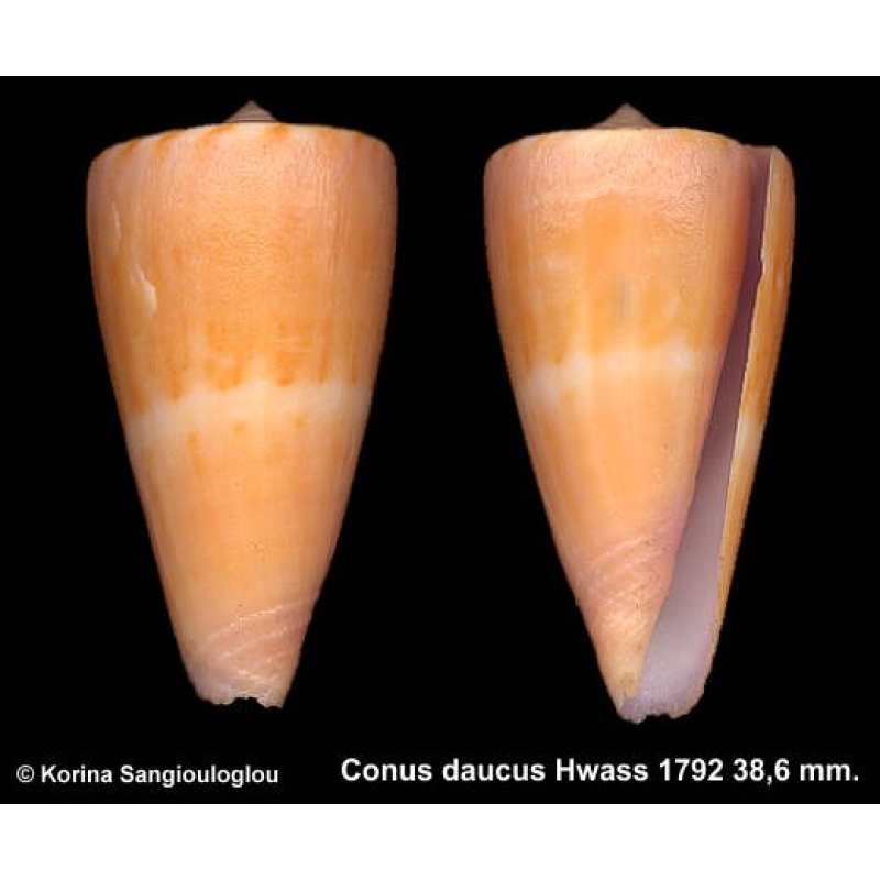 Conus daucus Outstanding Yellowish/orange!
