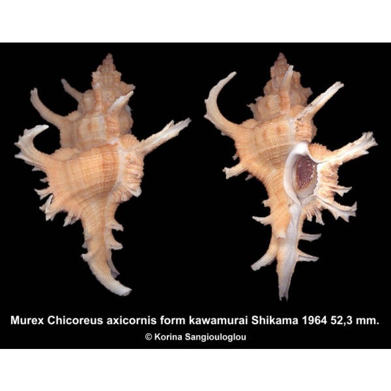 Murex Chicoreus axicornis form kawamurai Gorgeous Large Yellowish/beige!
